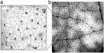 Cellular automata pictures