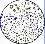 Cellular automa