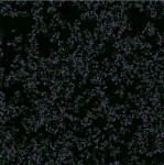 Conway's game of life models